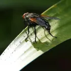 Business 4 image MOSQUITO AUTHORITY - ST. LOUIS, MO Pest Removal Service in St. Louis MO