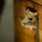 Business 5 image MOSQUITO CONTROL IN JACKSON, NJ Pest Control Services in Jackson NJ