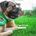 Business 8 image MOSQUITO JOE OF CENTRAL INDIANAPOLIS Pest Control Service in Indianapolis IN