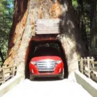 Business 4 image MUIR WOODS TOURSF Travel Services-Commercial in San Francisco CA