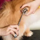 Business 1 image MY DOG PAWLOR Pet Grooming in San Jose CA