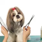 Business 2 image MY DOG PAWLOR Pet Grooming in San Jose CA