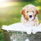 Business 3 image MY DOG PAWLOR Pet Grooming in San Jose CA