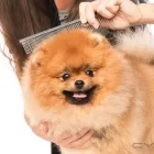 Business 4 image MY DOG PAWLOR Pet Grooming in San Jose CA