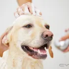 Business 6 image MY DOG PAWLOR Pet Grooming in San Jose CA