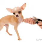 Business 7 image MY DOG PAWLOR Pet Grooming in San Jose CA