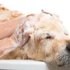 Business 8 image MY DOG PAWLOR Pet Grooming in San Jose CA