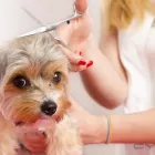 Business 9 image MY DOG PAWLOR Pet Grooming in San Jose CA
