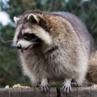 Business 3 image NAPTOWN WILDLIFE CONTROL SOLUTIONS Animal Control Service in Indianapolis IN