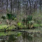 Business 4 image NAPTOWN WILDLIFE CONTROL SOLUTIONS Animal Control Service in Indianapolis IN