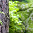 Business 4 image NATE'S LAWN & TREE SERVICE Tree Cutting in Clarksville TN