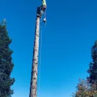 Business 2 image NATHAN'S TREE SERVICES in San Diego CA