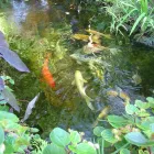 Business 3 image NATURE TOUCH INC Landscaping & Lawn Services in Miami FL