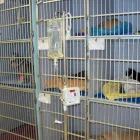 Business 6 image NEARTOWN ANIMAL CLINIC Cat Boarding in Houston TX