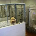 Business 8 image NEARTOWN ANIMAL CLINIC Cat Boarding in Houston TX