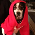 Business 14 image NEARTOWN ANIMAL CLINIC Cat Boarding in Houston TX