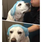 Business 18 image NEARTOWN ANIMAL CLINIC Cat Boarding in Houston TX