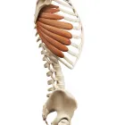 Business 3 image NEXT LEVEL WELLNESS CENTER Chiropractors in Irvine CA