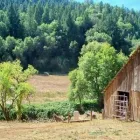 Business 1 image NICOLE GOOSTREE - LAND & HOME COMPANY in Murphys CA