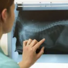 Business 6 image NOBLE WEST ANIMAL HOSPITAL in Noblesville IN