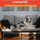Business 57 image NORTH AMERICAN CHEM-DRY Upholstery Cleaning Service in San Francisco CA