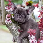 Business 1 image NORTHWEST FRENCHIES in Ridgefield WA