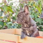 Business 3 image NORTHWEST FRENCHIES in Ridgefield WA