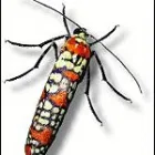 Business 1 image NORTHWEST PEST CONTROL INC Pest Control Services in Portland OR