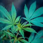 Business 2 image OAKMONT MEDICAL MARIJUANA CERTIFICATION in Oakmont PA