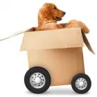 Business 35 image OPEN DOOR MOVERS, LLC Piano Moving Service in Kansas City MO