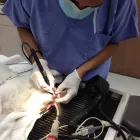 Business 1 image ORANGE CANYON PET CLINIC Veterinary Pharmacies in Orange CA