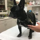 Business 8 image ORANGE CANYON PET CLINIC Veterinary Pharmacies in Orange CA