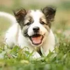 Business 15 image ORANGE CANYON PET CLINIC Veterinary Pharmacies in Orange CA