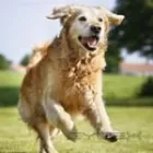 Business 16 image ORANGE CANYON PET CLINIC Veterinary Pharmacies in Orange CA