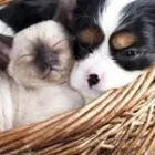 Business 18 image ORANGE CANYON PET CLINIC Veterinary Pharmacies in Orange CA