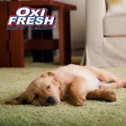 Business 7 image OXI FRESH CARPET CLEANING Upholstery Cleaning Service in Albany CA