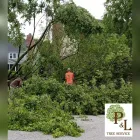 Business 1 image P&L TREE SERVICE Tree Trimming Service in Indianapolis IN