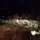 Business 2 image P&L TREE SERVICE Tree Trimming Service in Indianapolis IN