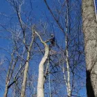 Business 5 image P&L TREE SERVICE Tree Trimming Service in Indianapolis IN