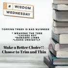 Business 8 image P&L TREE SERVICE Tree Trimming Service in Indianapolis IN