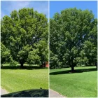 Business 12 image P&L TREE SERVICE Tree Trimming Service in Indianapolis IN