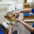 Business 7 image PANTANO ANIMAL CLINIC, PC in Tucson AZ