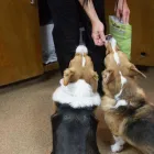 Business 8 image PANTANO ANIMAL CLINIC, PC in Tucson AZ