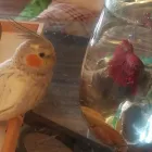 Business 3 image PARROT TREEHOUSE Parakeet Supplies in Bedford TX