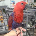 Business 4 image PARROT TREEHOUSE Parakeet Supplies in Bedford TX