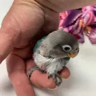 Business 6 image PARROT TREEHOUSE Parakeet Supplies in Bedford TX