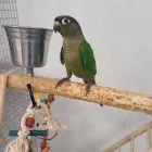 Business 8 image PARROT TREEHOUSE Parakeet Supplies in Bedford TX