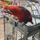 Business 12 image PARROT TREEHOUSE Parakeet Supplies in Bedford TX