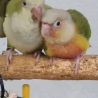 Business 14 image PARROT TREEHOUSE Parakeet Supplies in Bedford TX