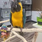 Business 17 image PARROT TREEHOUSE Parakeet Supplies in Bedford TX